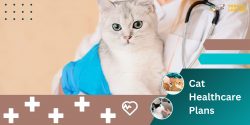 A Comprehensive Guide To Cessna Pet Store’s Cat Healthcare Plans