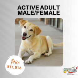 Active Adult Male/Female Dog Health Care Plan