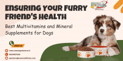 Best Multivitamins And Mineral Supplements For Dogs