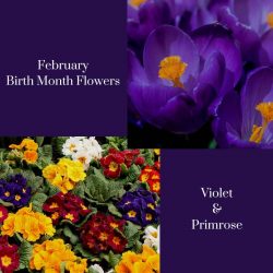 What is the February Birthstone & flower?
