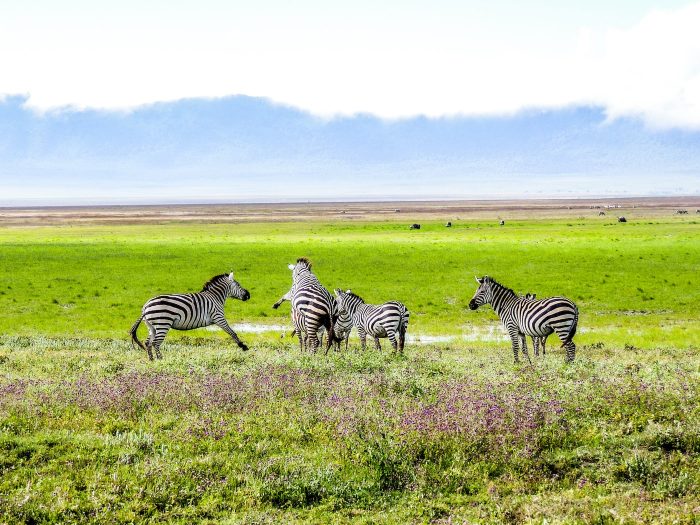 Exciting Ndutu and calving wildebeest migration safari tour