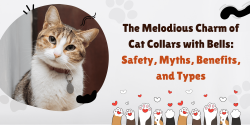 Understanding The Charm Of Cat Collars With Bells