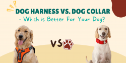 Dog Harness Vs. Dog Collar – Which Is Better For Your Dog?