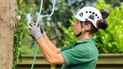 Locate a Cheap Arborist Near me Affordable Tree Care Solutions