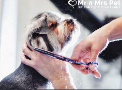 Dog Grooming at Home in Chennai