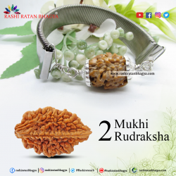 Buy 2 Mukhi Rudraksha Beads Online at Rashi Ratan Bagya