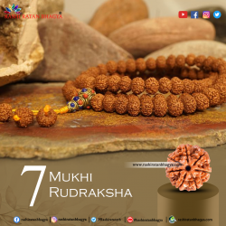 Buy Certified 7 Mukhi Rudraksha Online in India