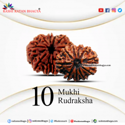 Buy 10 Mukhi Rudraksha From Rashi Ratan Bhagya At Genuine