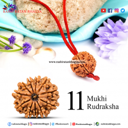 Buy 11 Mukhi Rudraksha Best price Online at Rashi Ratan Bagya