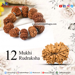 Buy 12 Mukhi Rudraksha Beads Online at Rashi Ratan Bagya