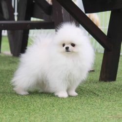 Toy Pomeranian Puppies for sale in Nagpur