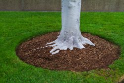Efficient Tree Mulching Service Enhance Your Landscape Today