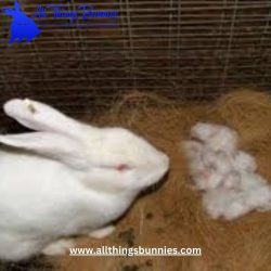 All Things Bunnies: Expert Rabbit Breeding
