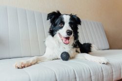 Border Collie Puppies for Sale in Madurai