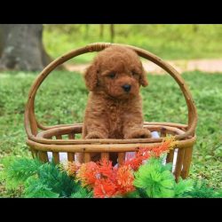 Labradoodle Puppies for Sale in Madurai