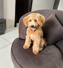 Maltipoo Puppies for Sale in Madurai