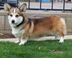 Pembroke Welsh Corgi Puppies for Sale in Madurai