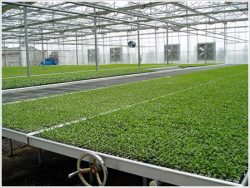 The Future of Agricultural Greenhouses and Sustainable Practices
