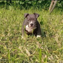 American Bully Puppies for Sale in Madurai
