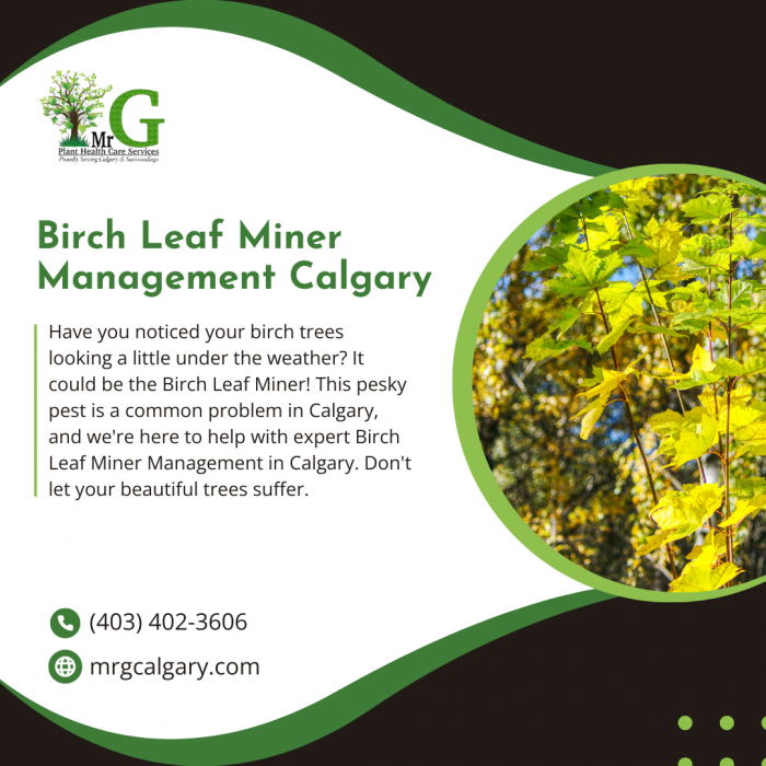 Learn about Birch Leaf Miner Management Calgary and protect your trees at Mr. G Calgary