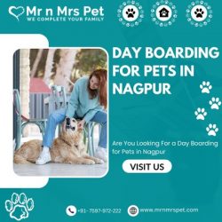 Best Day Boarding for Pets in Nagpur