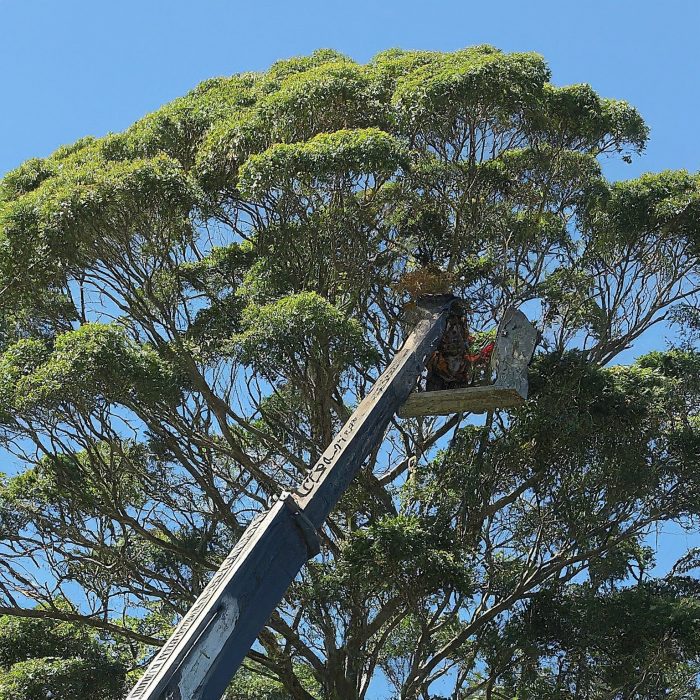 Tree Lopping Western Sydney: Expert Care for Your Trees