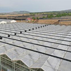 High Efficient Venlo Tempered Glass Greenhouse