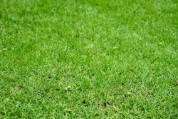 Starturf – Your One-Stop Shop for Thriving Bermuda Grass in Florida