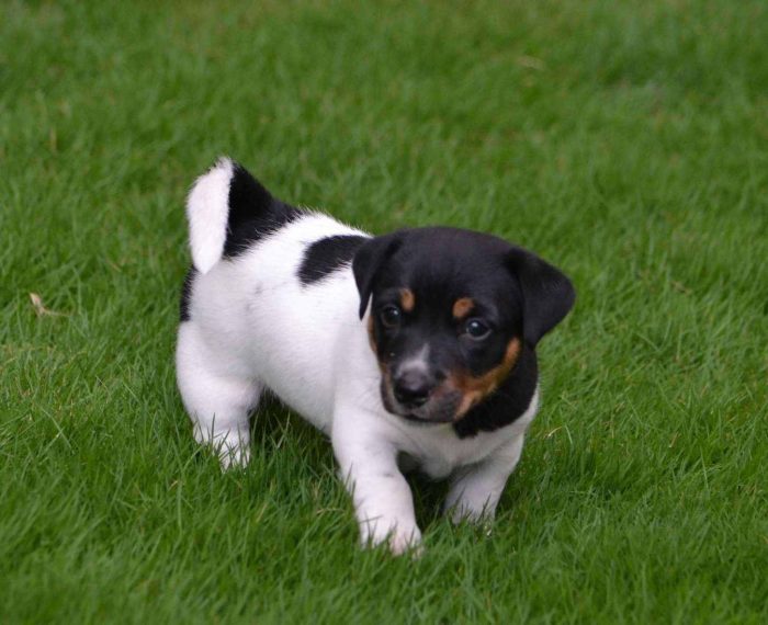 Jack Russell Terrier Puppies for Sale in Madurai