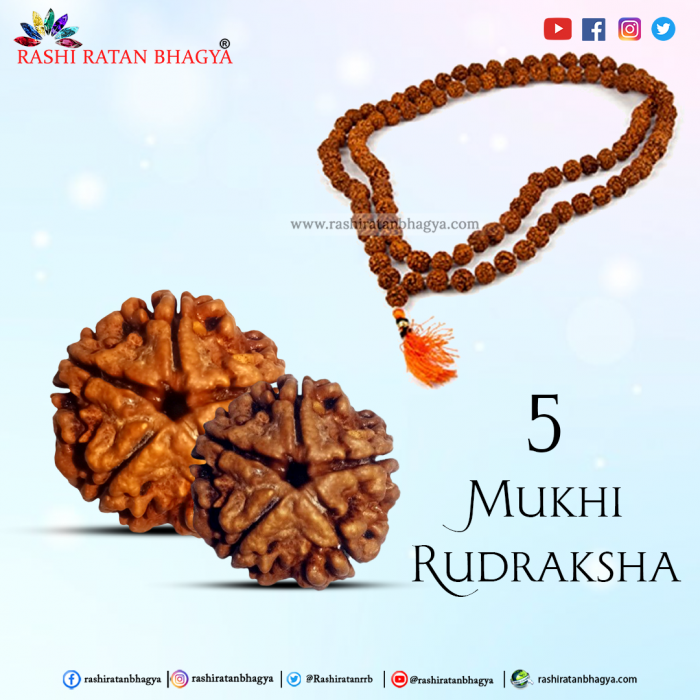 Buy 5 Mukhi Rudraksha Beads Online at Rashi Ratan Bagya