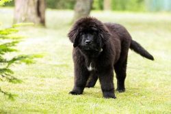 Newfoundland Puppies for Sale in Madurai