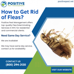 Comprehensive Moth Pest Control Solutions