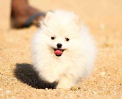 Toy Pomeranian Puppies for Sale in Madurai