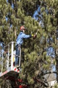 Professional Tree Lopper in Berowra