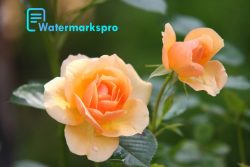 How To Bulk Watermark Images For Free