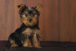 Yorkshire Terrier Puppies for Sale in Madurai