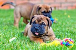 Bullmastiff Puppies for Sale in Madurai