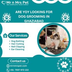 Are You Looking For Dog Grooming in Ghaziabad