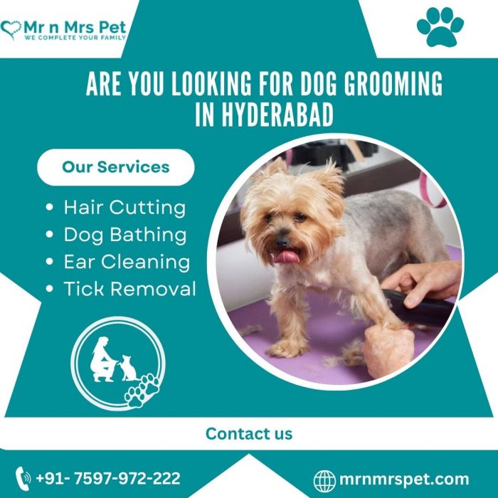 Are You Looking For Dog Grooming in Hyderabad