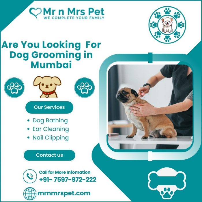 Best Dog Grooming at Home in Mumbai