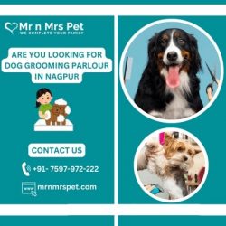 Best Dog Grooming Parlour in Nagpur