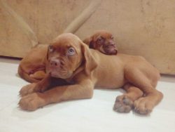 French Mastiff Puppies for Sale in Gurgaon