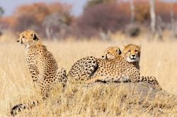 Exclusive Chobe National Park Safari Packages: Experience Africa’s Wildlife Up Close