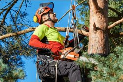 Local Tree Loppers Sydney: Expert Tree Removal Services