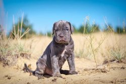 Neapolitan Mastiff Puppies for Sale in Gurgaon