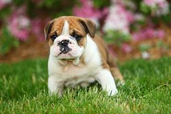 British Bulldog Puppies for Sale in Noida