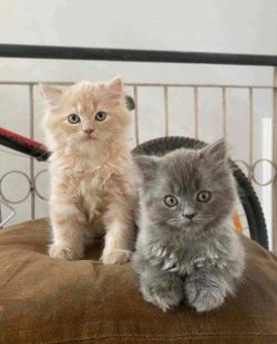 British Longhair Kitten in Gurgaon