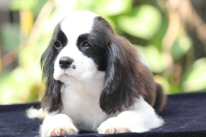 Cavalier King Charles Spaniel Puppies for Sale in Mysore