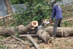 Expert Tree Chopping Services in Sydney