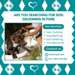 Best Dog Grooming at Home in Pune